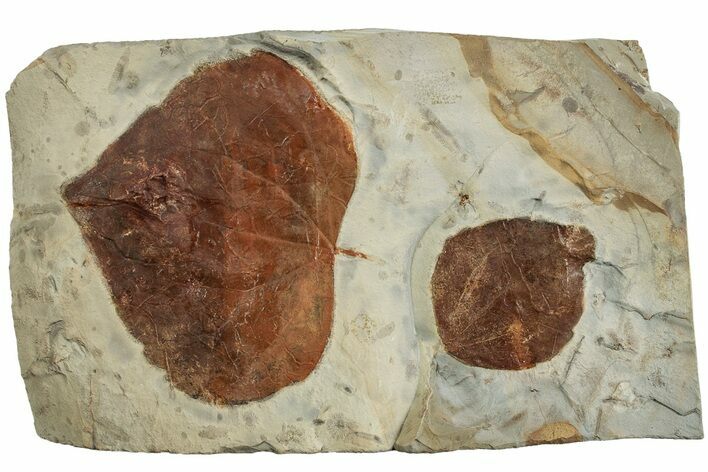 Fossil Leaf (Zizyphoides) Plate - Montana #223789